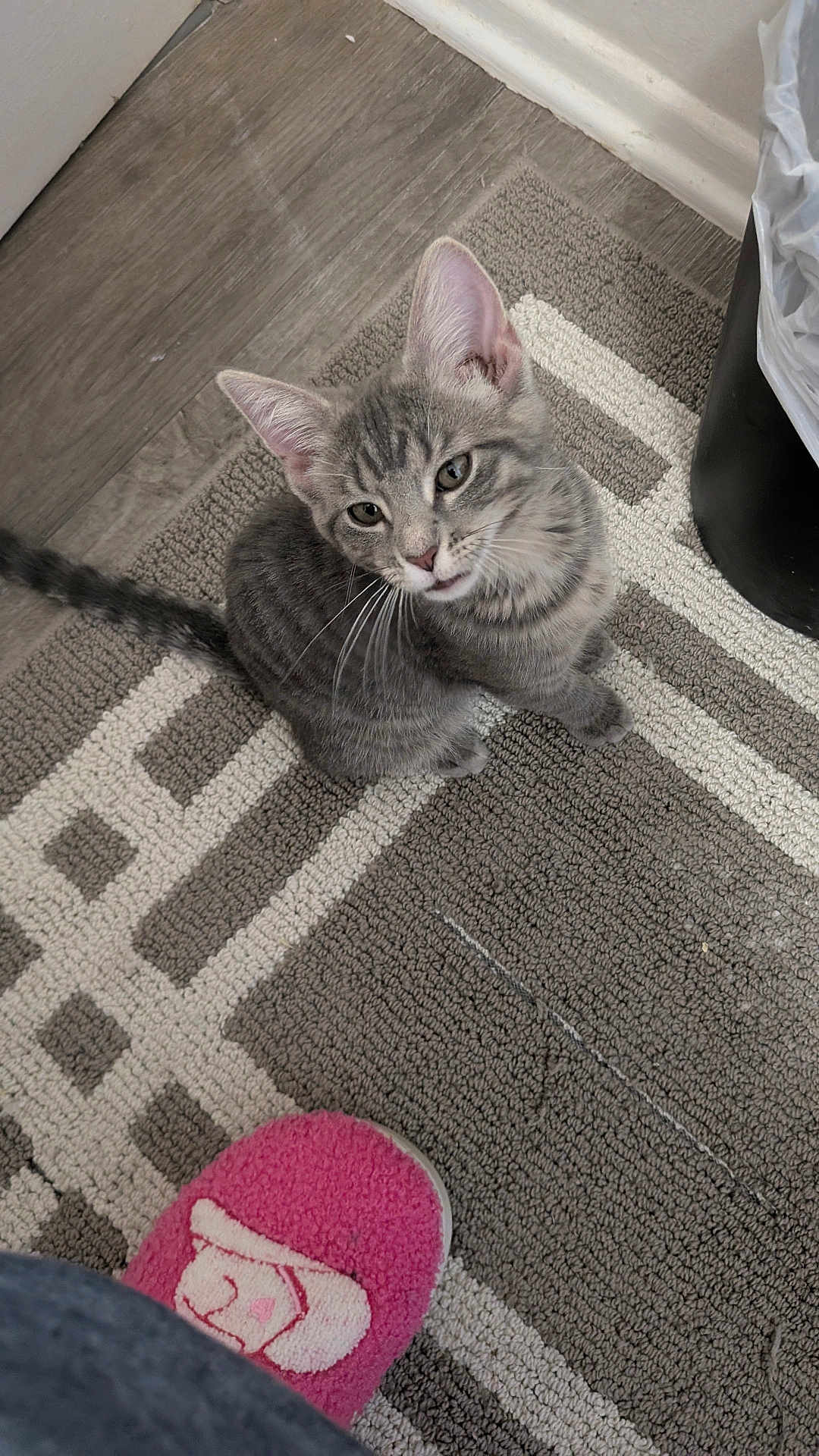 Missy joined the competition — help win amazing prizes! cat, kitten, gray_cat, tabby, striped, rug, carpet, slipper, pink_slipper, trash_can, floor, whiskers, ears, looking_up, pet, cute, close_up, indoor, curious, sitting