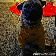 Gizmo joined the competition — help win amazing prizes! dog, pug, pet, christmas_tree, holiday_decor, tree_skirt, carpet, sweater, necklace, collar, indoor, festive_lighting, gifts, paws, portrait, sitting, muzzle, bling, holiday, cute