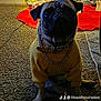 dog, pug, pet, christmas_tree, holiday_decor, tree_skirt, carpet, sweater, necklace, collar, indoor, festive_lighting, gifts, paws, portrait, sitting, muzzle, bling, holiday, cute