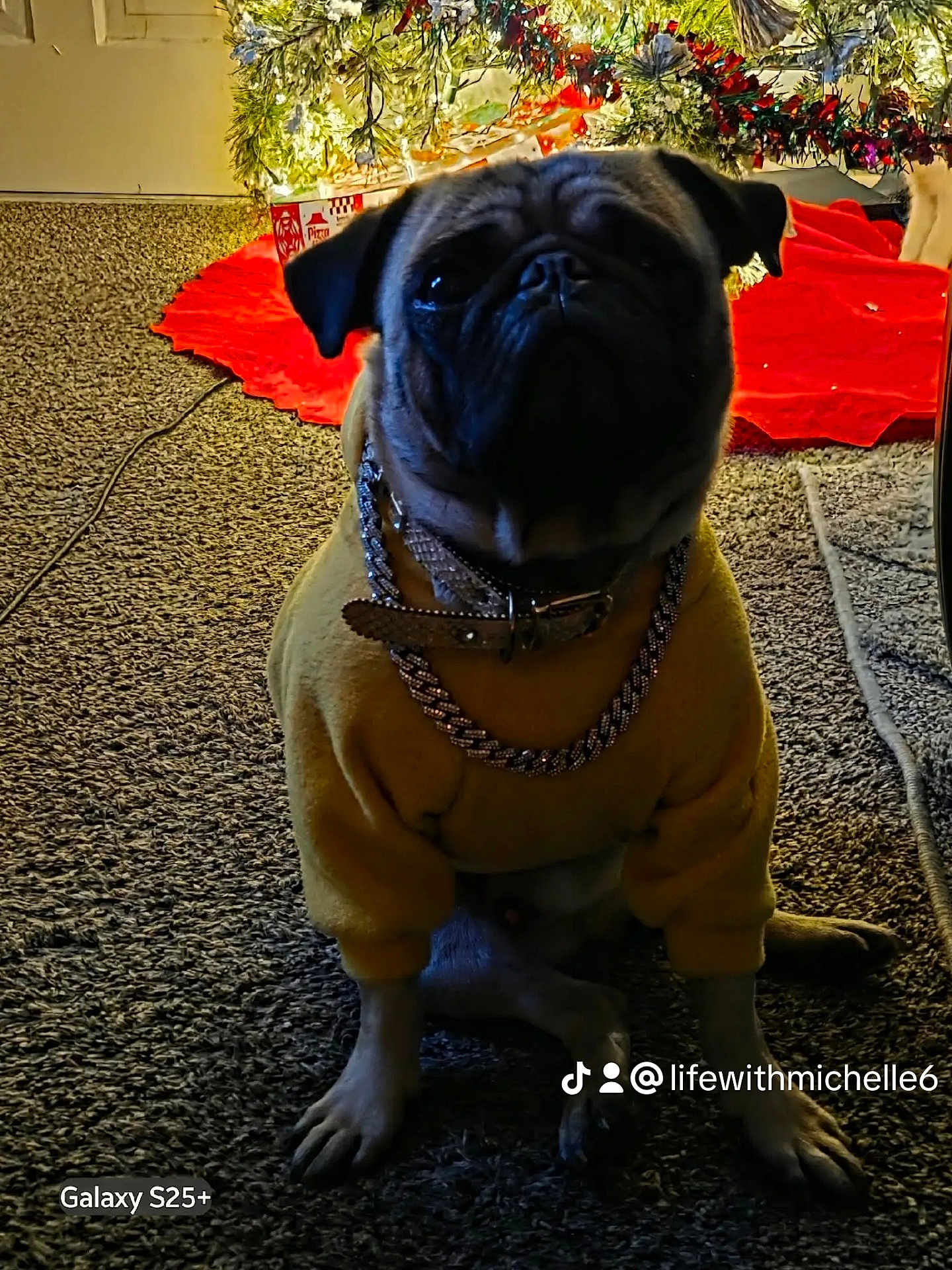 Gizmo joined the competition — help win amazing prizes! dog, pug, pet, christmas_tree, holiday_decor, tree_skirt, carpet, sweater, necklace, collar, indoor, festive_lighting, gifts, paws, portrait, sitting, muzzle, bling, holiday, cute