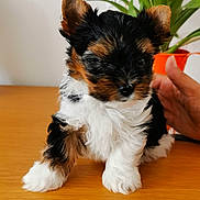 Tao participe au concours pour gagner de l'argent avec cette photo : adorable, animal, black, brown, cute, dog, domestic, flower, fluffy, fur, hand, indoor, pet, plant, puppy, small, table, white, wooden_surface, young