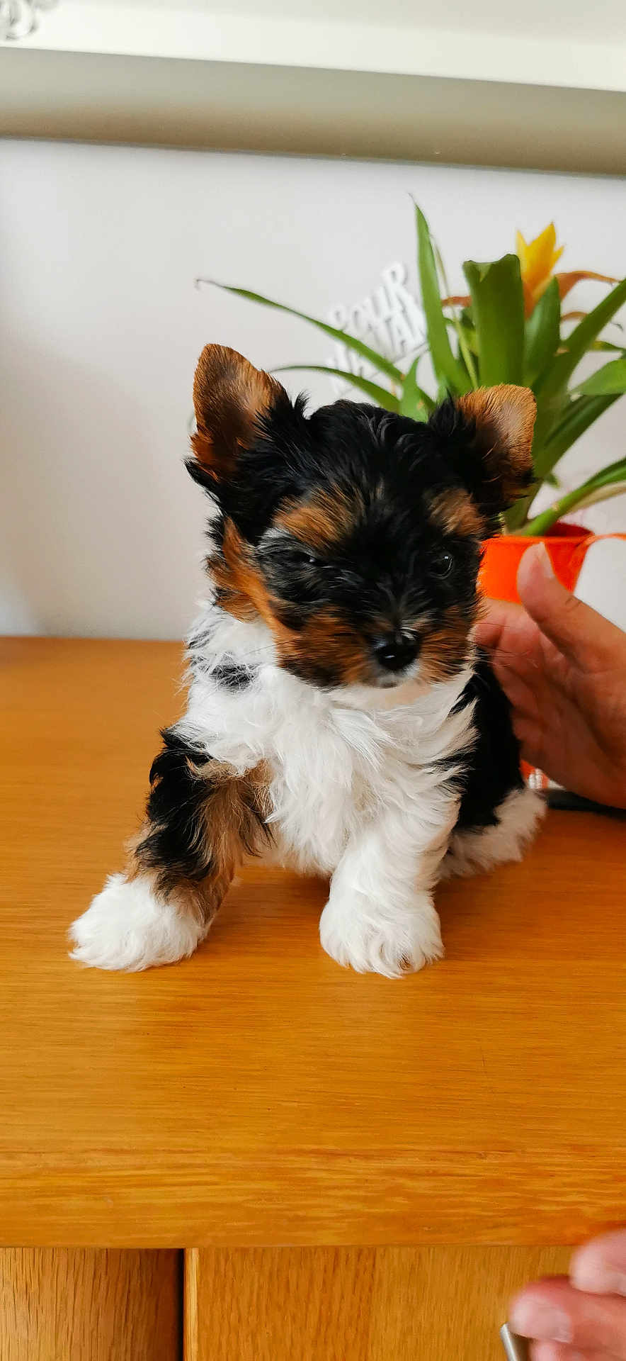 Tao participe au concours pour gagner de l'argent avec cette photo : adorable, animal, black, brown, cute, dog, domestic, flower, fluffy, fur, hand, indoor, pet, plant, puppy, small, table, white, wooden_surface, young