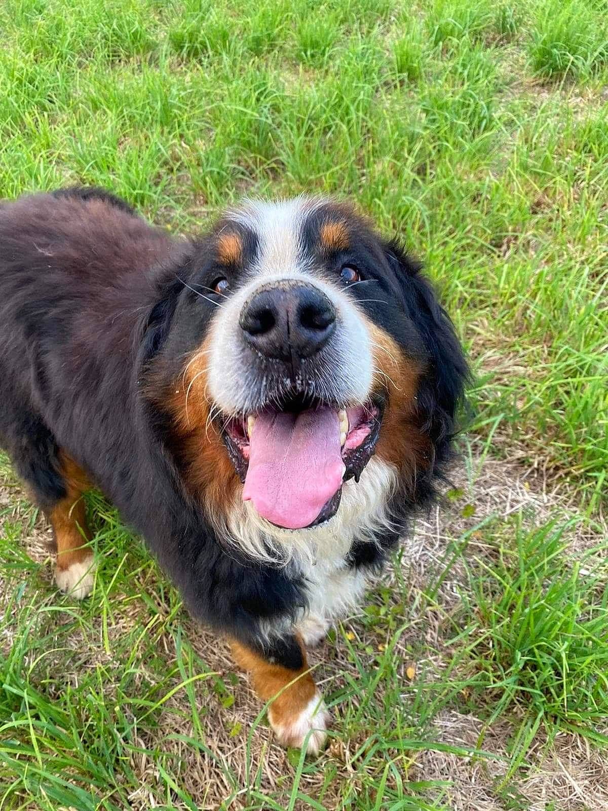 Tupac participe au concours pour gagner de l'argent avec cette photo : bernese_mountain_dog, canidae, carnivore, companion_dog, dog, dog_breed, grass, hunting_dog, plant, snout, sporting_group, terrestrial_animal, whiskers, working_dog