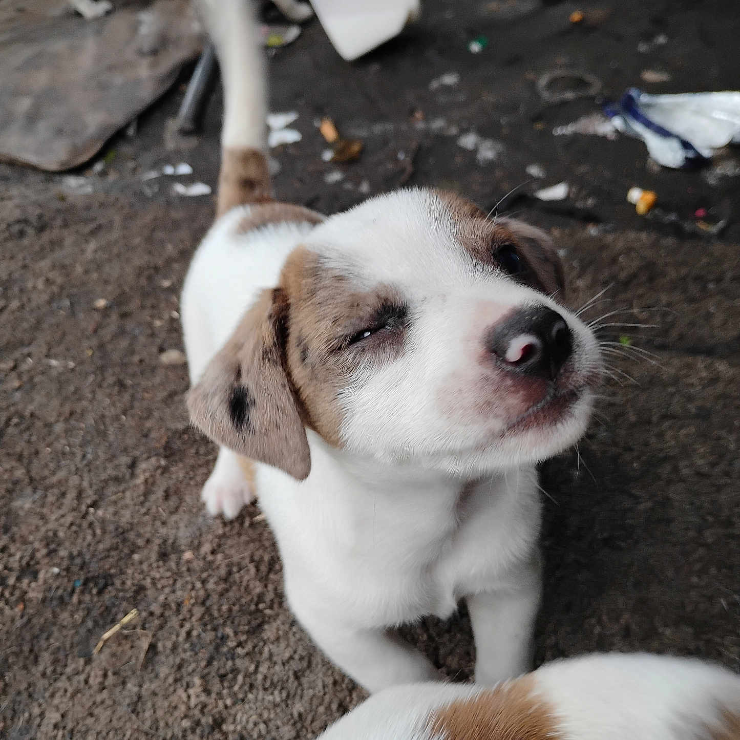 Mystro is registered to the contest to win money with this photo: puppy, dog, close_up, outdoor, ground, white, brown, cute, animal, pet, tail, ears, nose, fur, young, canine, squinting, mischievous, playful, background