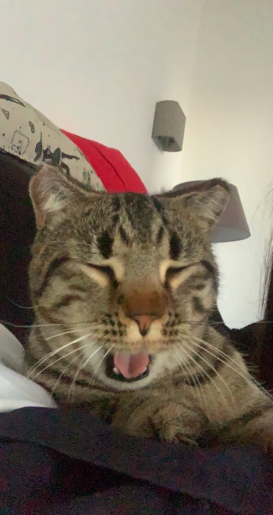 Hadès a rejoint le concours — aidez-le/la à gagner de superbes lots ! carnivore, cat, comfort, domestic_short_haired_cat, door, felidae, fur, small_to_medium_sized_cats, snout, terrestrial_animal, whiskers