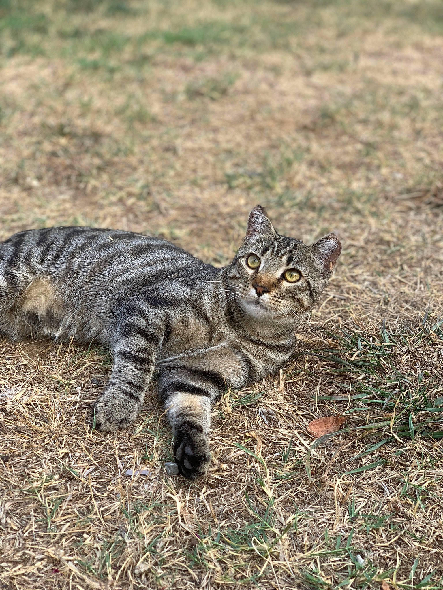 Hadès participe au concours pour gagner de l'argent avec cette photo : carnivore, cat, claw, domestic_short_haired_cat, felidae, fur, grass, grassland, lynx, mammal, paw, plant, small_to_medium_sized_cats, snout, soil, tail, terrestrial_animal, vertebrate, whiskers, wildlife
