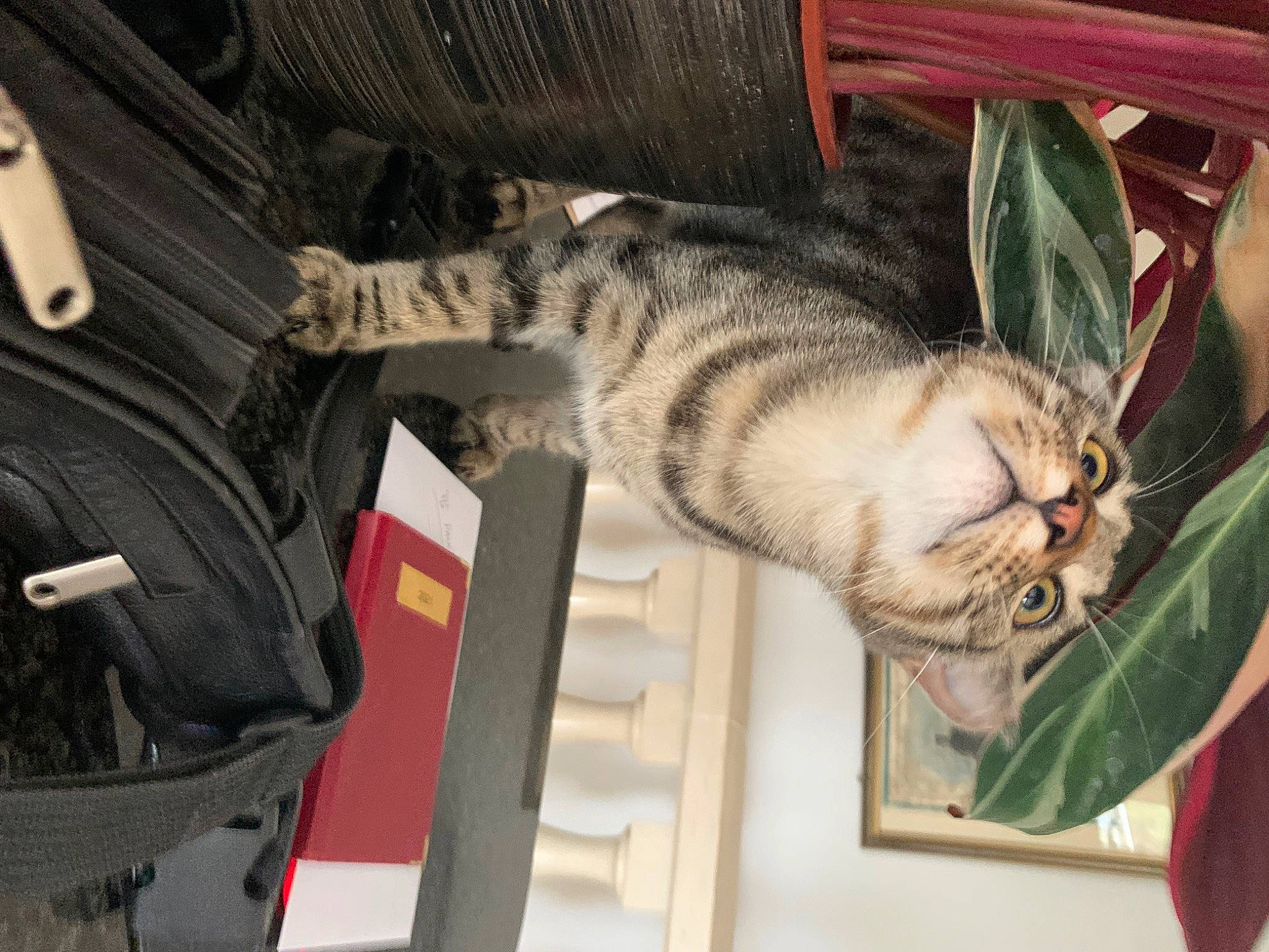 Hadès participe au concours pour gagner de l'argent avec cette photo : backpack, bag, carnivore, cat, domestic_short_haired_cat, felidae, fur, laptop, luggage_and_bags, pattern, paw, small_to_medium_sized_cats, tail, whiskers