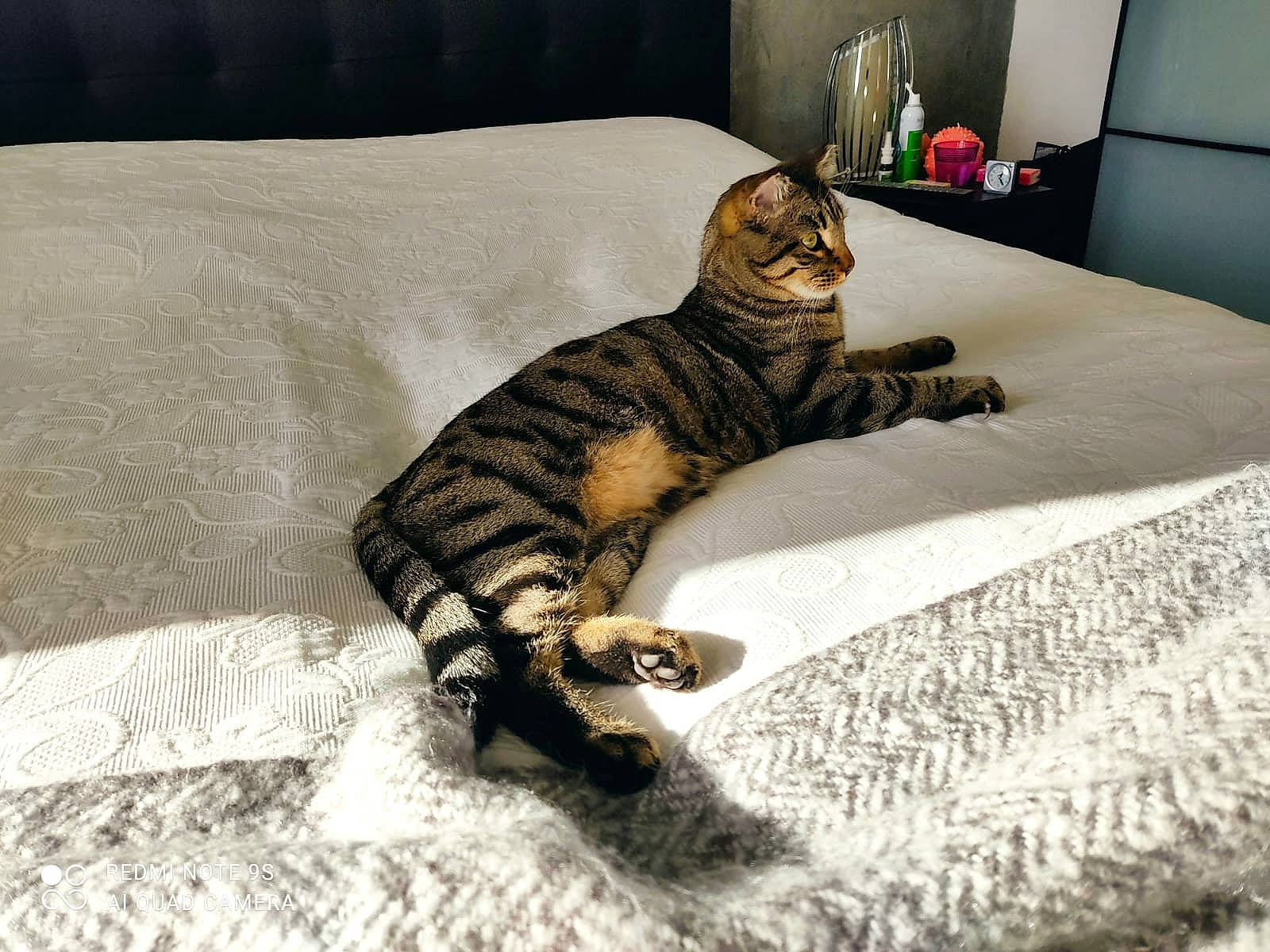 Hadès participe au concours pour gagner de l'argent avec cette photo : bed, bedding, carnivore, cat, comfort, couch, domestic_short_haired_cat, felidae, flooring, fur, grey, linens, mammal, room, small_to_medium_sized_cats, snout, tail, terrestrial_animal, whiskers, wood