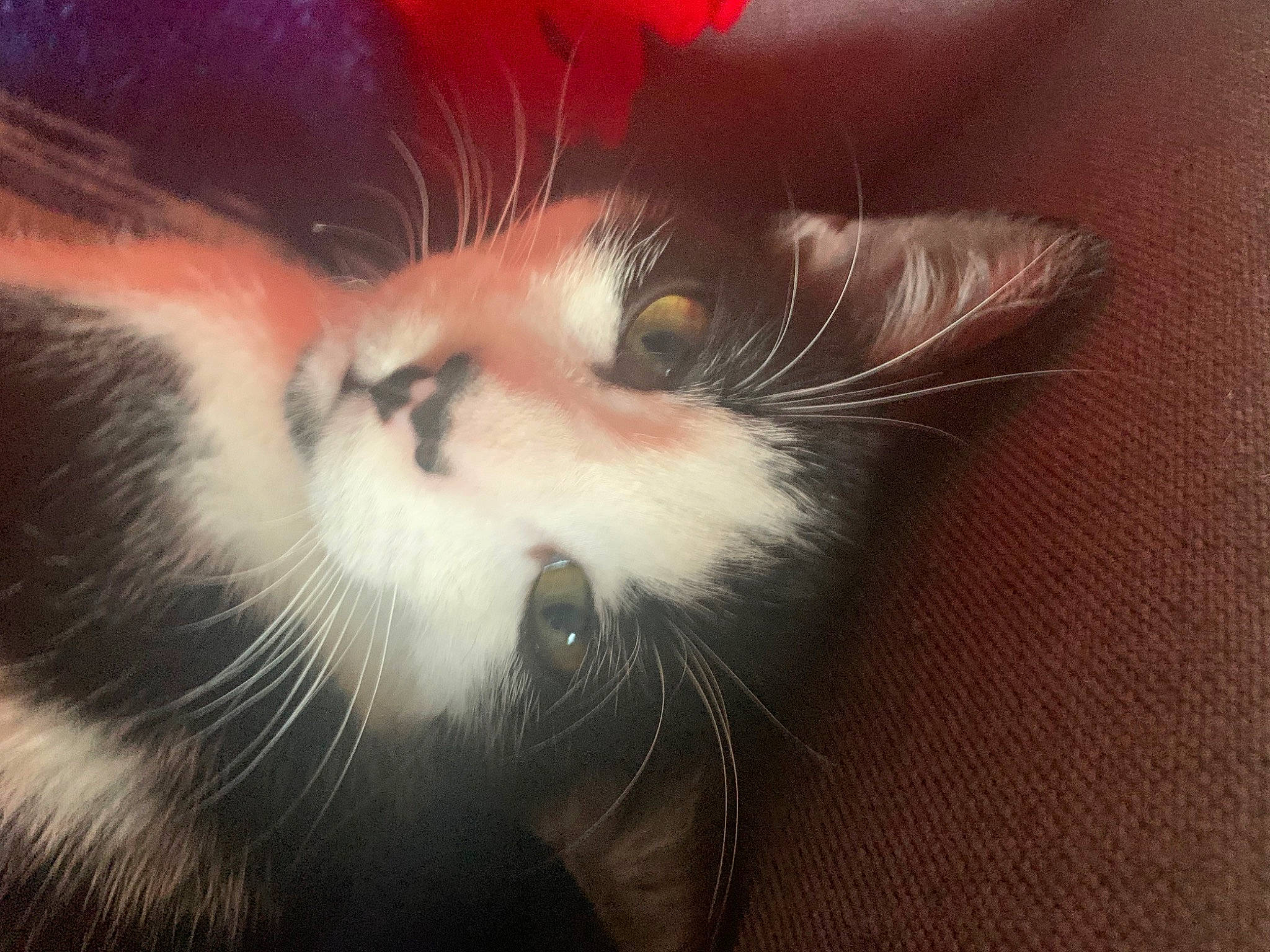 Pichù a rejoint le concours — aidez-le/la à gagner de superbes lots ! carnivore, cat, claw, close_up, domestic_short_haired_cat, ear, felidae, fur, human_body, macro_photography, paw, plant, small_to_medium_sized_cats, snout, tail, whiskers