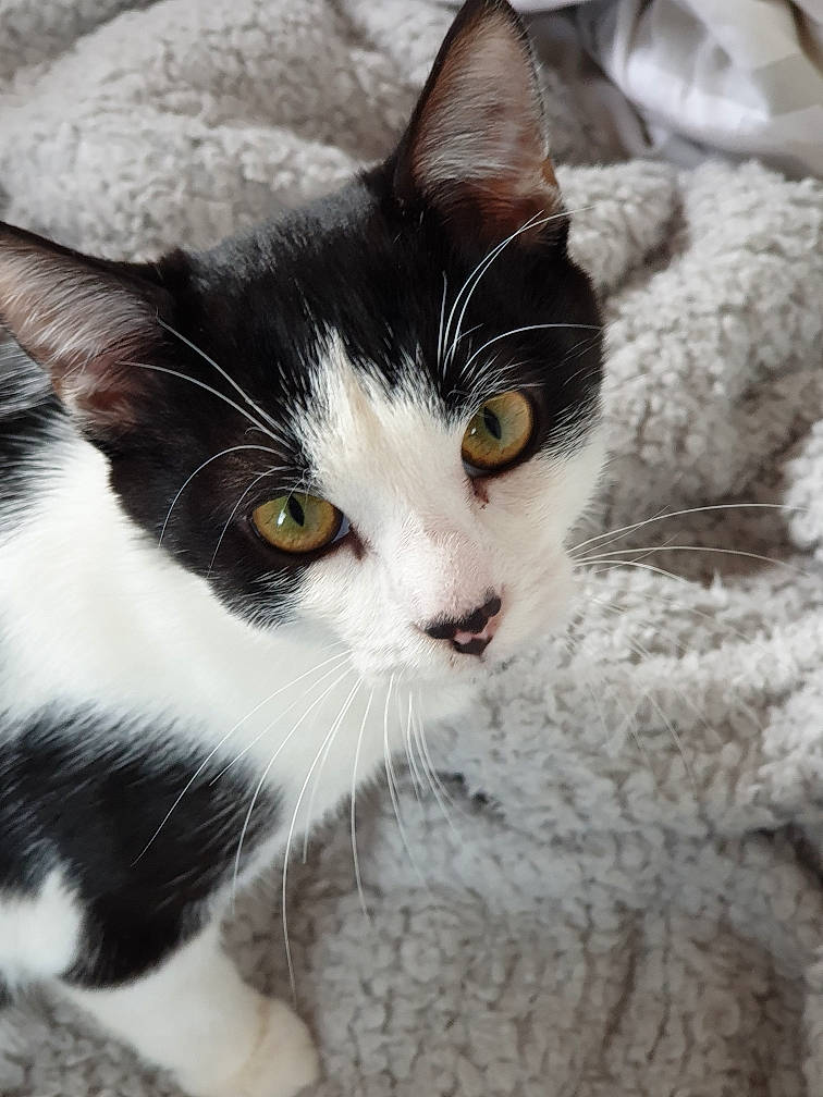 Pichù participe au concours pour gagner de l'argent avec cette photo : carnivore, cat, comfort, domestic_short_haired_cat, felidae, foot, fur, paw, small_to_medium_sized_cats, snout, tail, whiskers, window