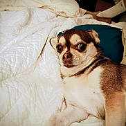 Chloe joined the competition — help win amazing prizes! bed, blanket, brown_and_white, canine, comfort, cozy, dog, ears, eyes, fur, indoor, looking, lying_down, paw, pet, pillow, quilt, resting, small_dog, snout