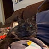 cat, fluffy_cat, long_hair, dark_fur, blue_eyes, pet, animal, indoors, couch, blanket, cozy, home, living_room, lounging, sitting, portrait, close_up, whiskers, pointed_ears, relaxed
