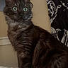 Shadow joined the competition — help win amazing prizes! cat, kitten, black_cat, fluffy, long_hair, green_eyes, sitting, portrait, indoors, bedroom, blanket, cozy, lamp, leopard_print, curtain, patterned_fabric, pet, animal, whiskers, alert