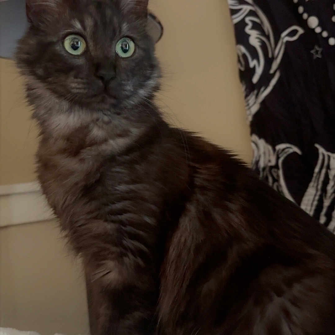 Shadow joined the competition — help win amazing prizes! cat, kitten, black_cat, fluffy, long_hair, green_eyes, sitting, portrait, indoors, bedroom, blanket, cozy, lamp, leopard_print, curtain, patterned_fabric, pet, animal, whiskers, alert