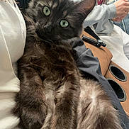 Shadow joined the competition — help win amazing prizes! cat, black_cat, fluffy, long_hair, green_eyes, pet, animal, feline, close_up, portrait, sitting, lying_down, indoors, lap, person, sweatshirt, couch, guitar, musical_instrument, relaxed