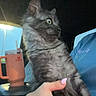 Shadow is registered to the contest to win money with this photo: cat, gray_cat, fluffy, long_hair, feline, green_eye, sitting, indoor, pet, animal, whiskers, ears, fur, hand, person, travel_mug, cup, blue_clothing, portrait, closeup