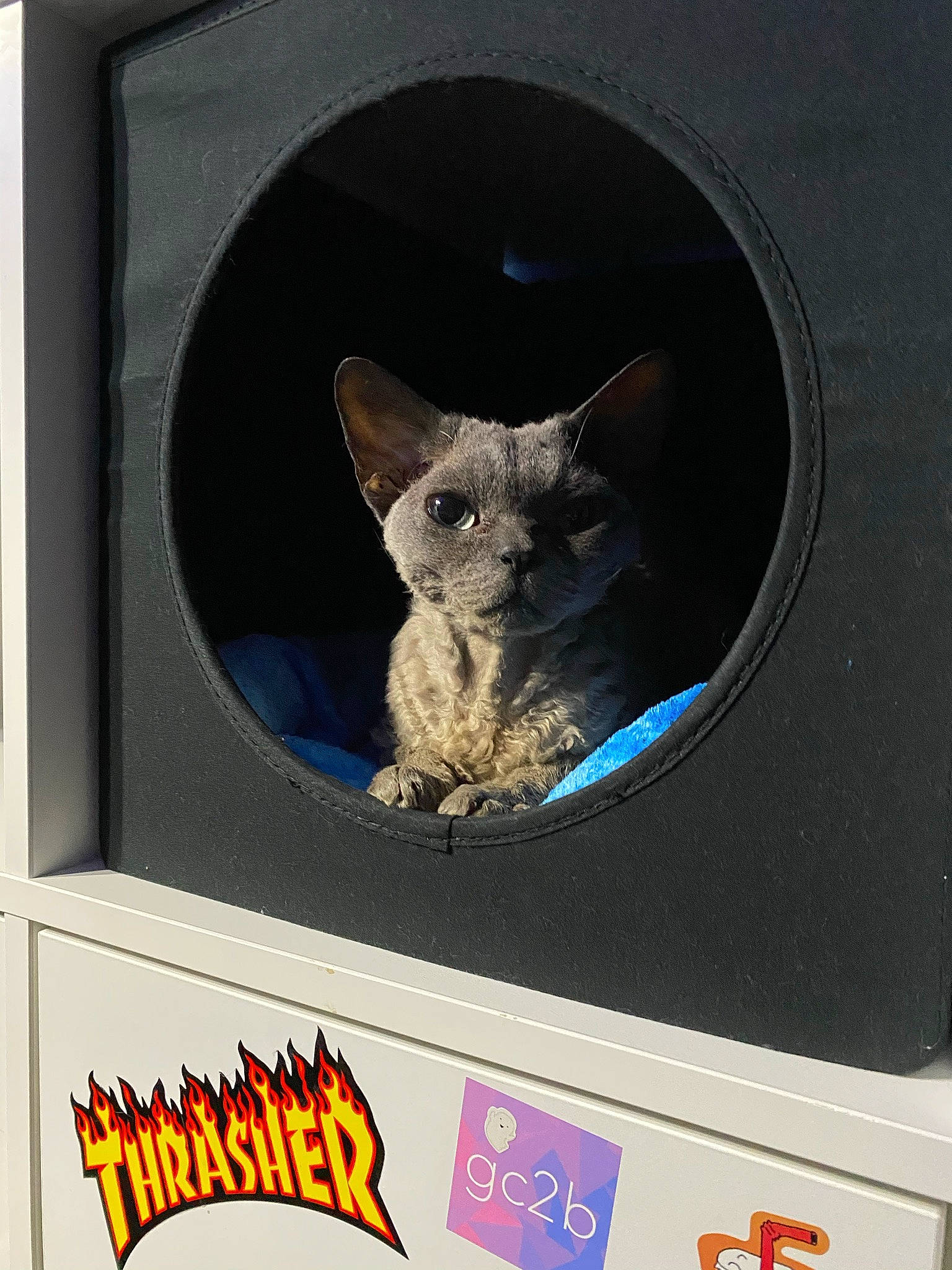 Oreo Cookie joined the competition — help win amazing prizes! animal_figure, artifact, bat, carnivore, cat_supply, domestic_short_haired_cat, electric_blue, fashion_accessory, felidae, font, fur, grey, headgear, logo, metal, small_to_medium_sized_cats, snout, symbol, tail, whiskers