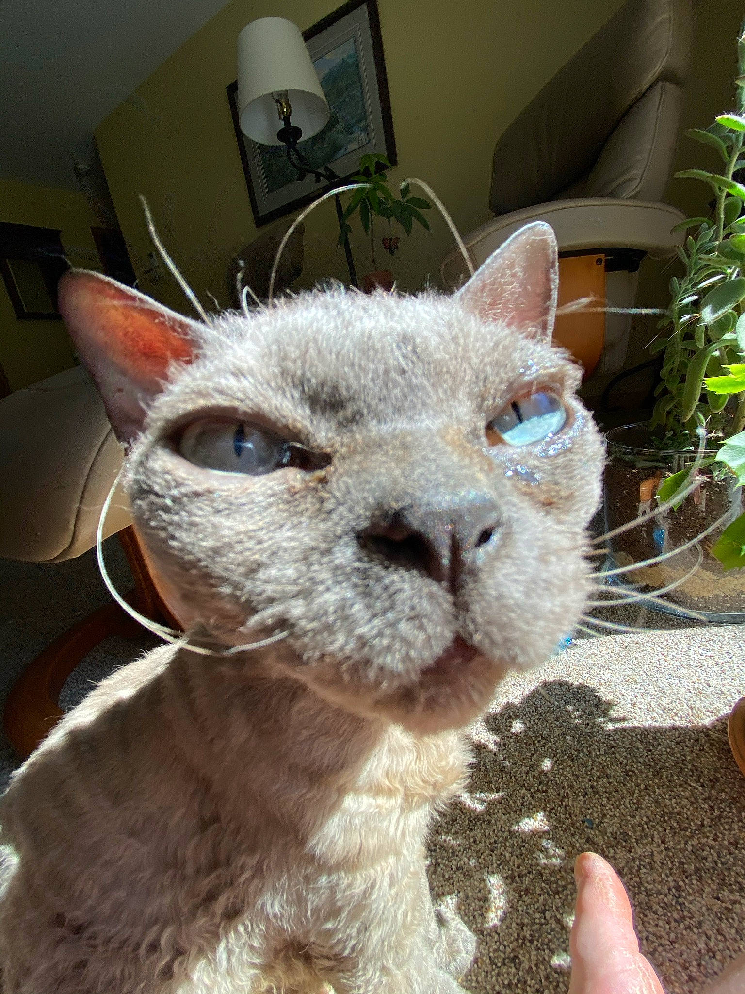 Oreo Cookie joined the competition — help win amazing prizes! carnivore, cat, cat_bed, cat_supply, domestic_short_haired_cat, fawn, felidae, flowerpot, fur, houseplant, plant, small_to_medium_sized_cats, snout, terrestrial_animal, whiskers, window