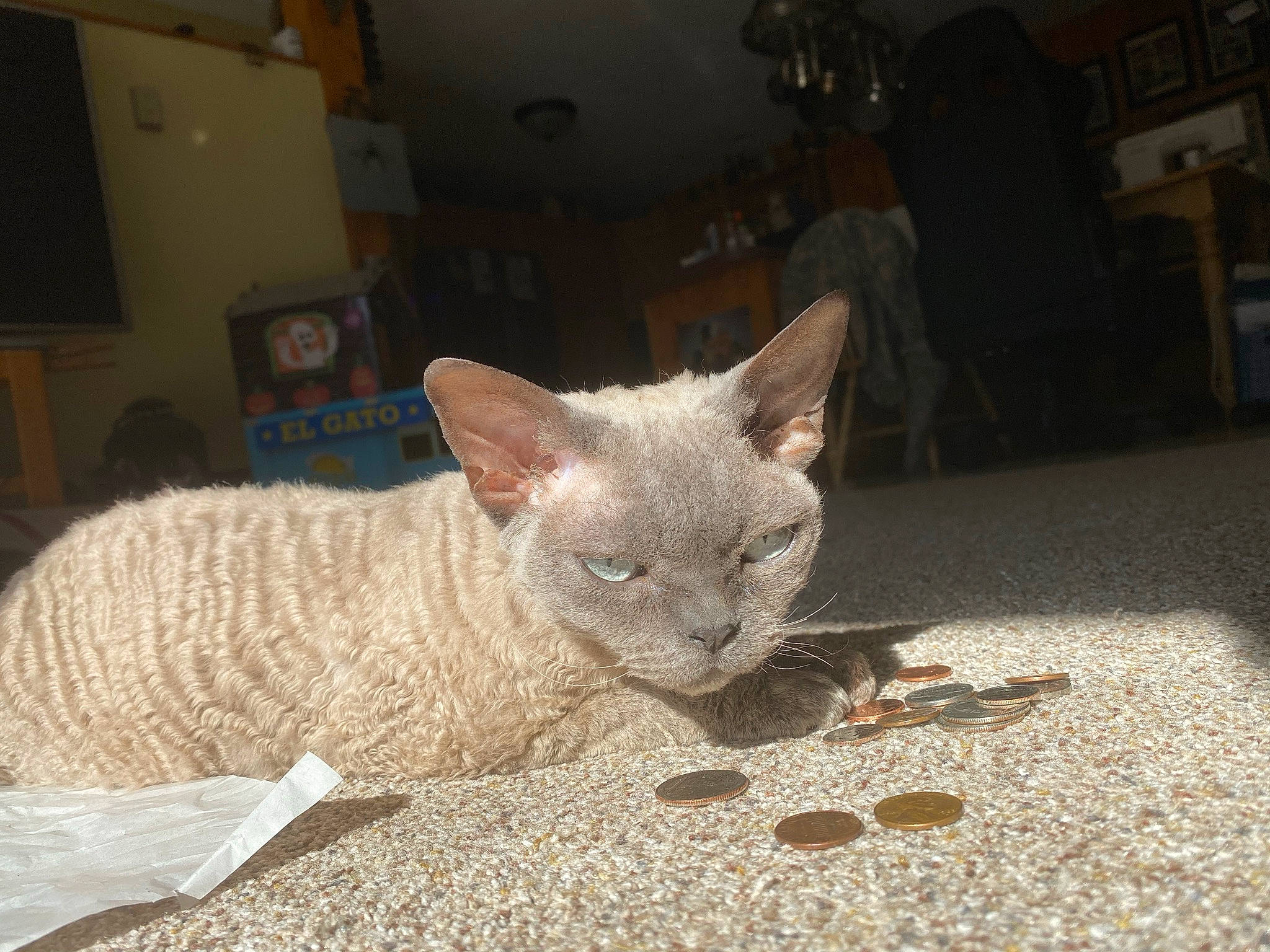 Oreo Cookie is registered to the contest to win money with this photo: carnivore, cat, cat_supply, comfort, domestic_short_haired_cat, fawn, felidae, fur, grey, russian_blue, small_to_medium_sized_cats, snout, tail, television, terrestrial_animal, whiskers