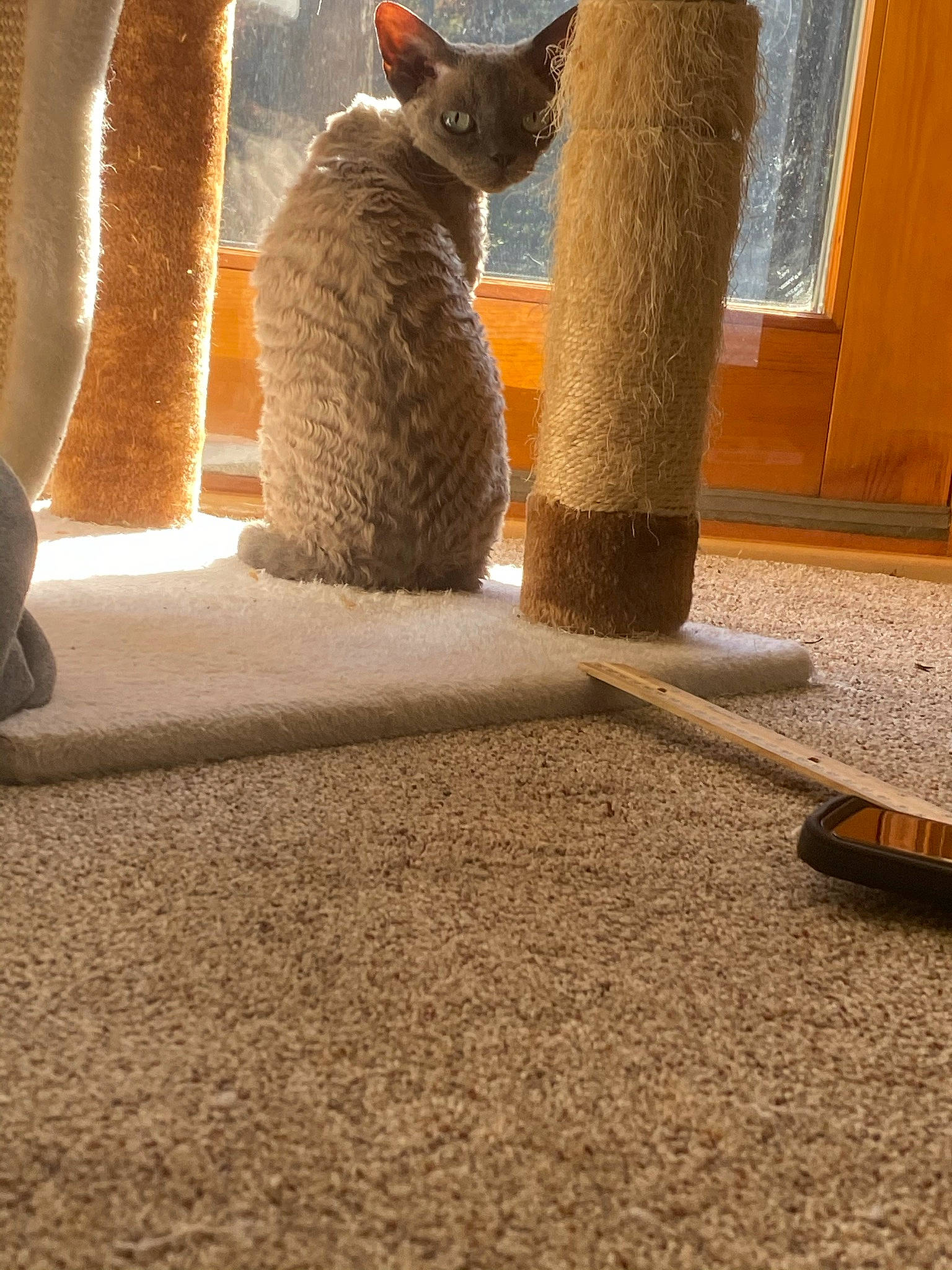 Oreo Cookie joined the competition — help win amazing prizes! art, carnivore, cat, fawn, felidae, flooring, fur, grass, metal, plant, shadow, small_to_medium_sized_cats, snout, tail, terrestrial_animal, tints_and_shades, trunk, whiskers, wildlife, wood