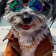 Buddy is registered to the contest to win money with this photo: dog, sunglasses, gold_chain, leather_jacket, smiling, outdoor, pet, fur, cute, happy, canine, portrait, fashion, accessories, sunlight, tongue_out, closeup, gray_fur, walking_surface, blue_sky