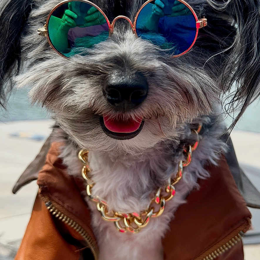 Buddy is registered to the contest to win money with this photo: accessories, blue_sky, canine, closeup, cute, dog, fashion, fur, gold_chain, gray_fur, happy, leather_jacket, outdoor, pet, portrait, smiling, sunglasses, sunlight, tongue_out, walking_surface