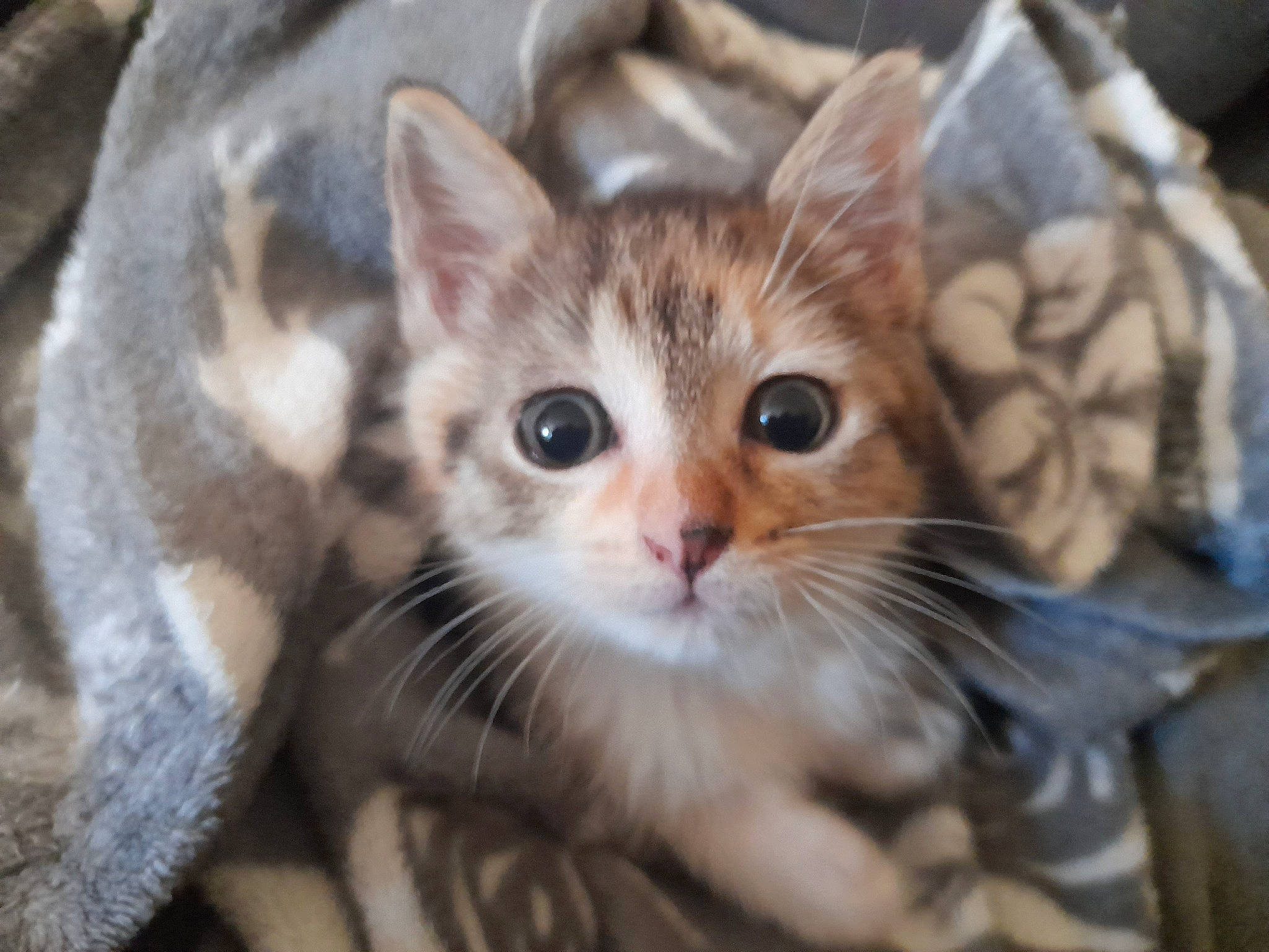 Ficelle participe au concours pour gagner de l'argent avec cette photo : carnivore, cat, claw, close_up, domestic_short_haired_cat, ear, fawn, felidae, fur, mammal, paw, small_to_medium_sized_cats, snout, terrestrial_animal, vertebrate, whiskers, wildlife, window, wood
