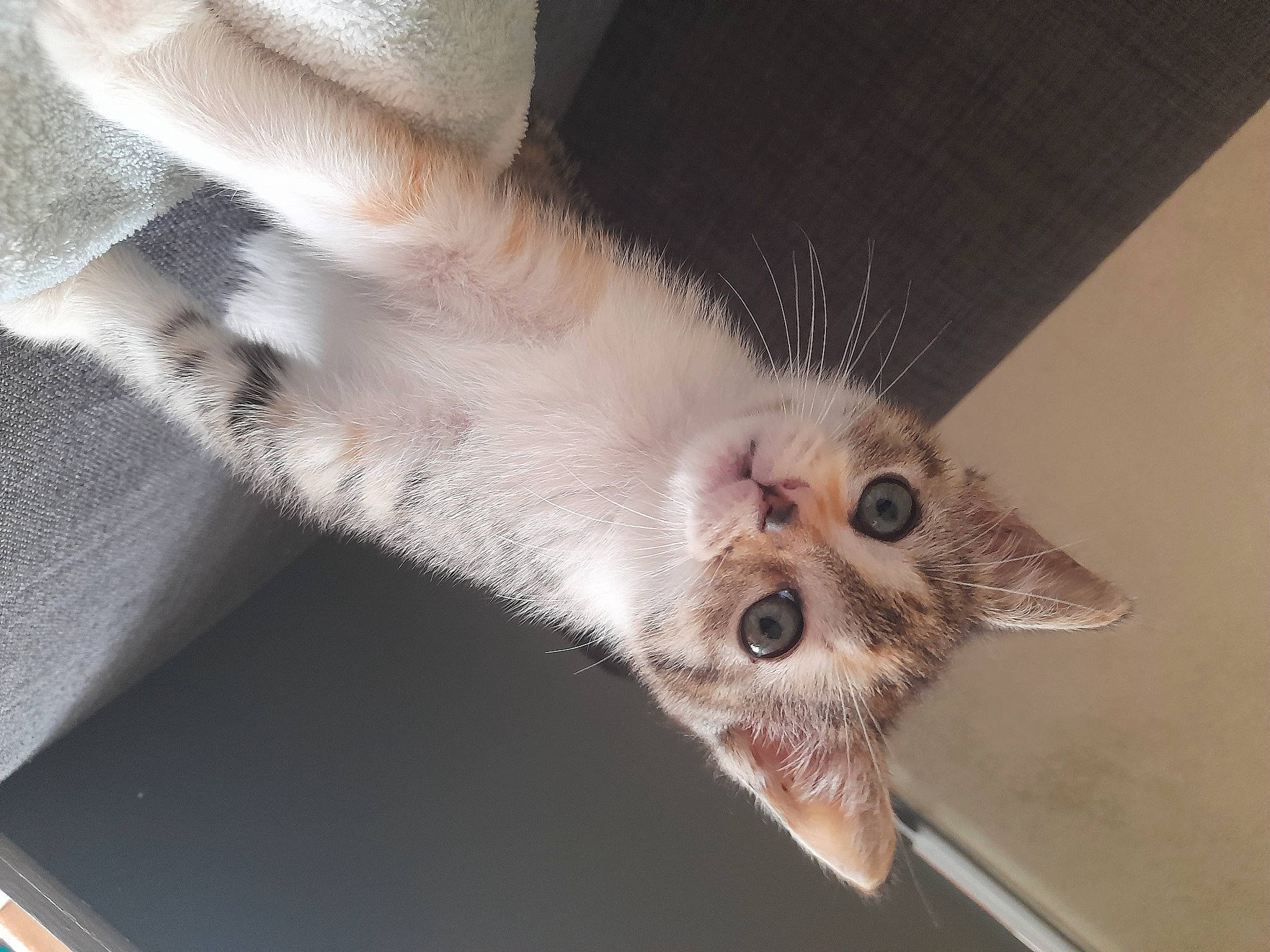 Ficelle a rejoint le concours — aidez-le/la à gagner de superbes lots ! balinese, canidae, carnivore, cat, claw, comfort, domestic_short_haired_cat, fawn, felidae, fur, grey, paw, small_to_medium_sized_cats, snout, tail, terrestrial_animal, whiskers, wing