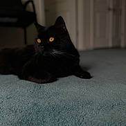 Willie joined the competition — help win amazing prizes! cat, black_cat, indoor, carpet, amber_eyes, feline, pet, animal, domestic_animal, resting, lying_down, whiskers, ears, fur, household, furniture, door, shadow, soft_light, quiet