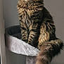 cat, tabby_cat, fluffy_fur, cat_tree, indoor, pet, animal, feline, tail, toy, heart_shaped_toy, window, perched, looking_away, soft_light, cozy, fur_pattern, whiskers, paw, domestic_cat