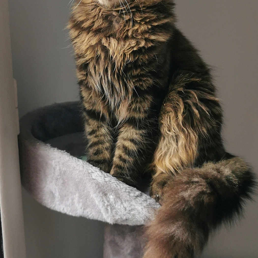 Fylou participe au concours pour gagner de l'argent avec cette photo : animal, cat, cat_tree, cozy, domestic_cat, feline, fluffy_fur, fur_pattern, heart_shaped_toy, indoor, looking_away, paw, perched, pet, soft_light, tabby_cat, tail, toy, whiskers, window