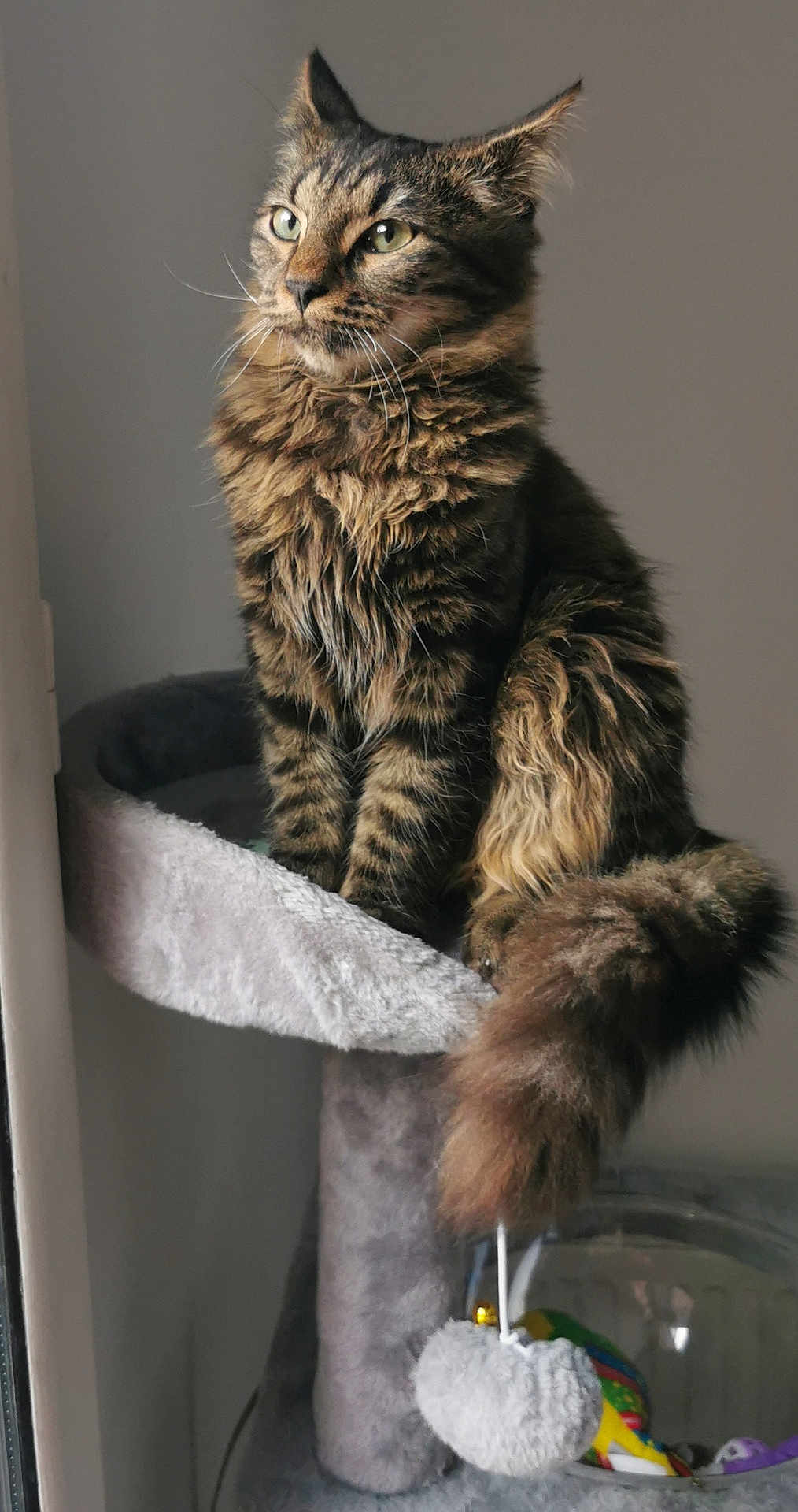 Fylou participe au concours pour gagner de l'argent avec cette photo : cat, tabby_cat, fluffy_fur, cat_tree, indoor, pet, animal, feline, tail, toy, heart_shaped_toy, window, perched, looking_away, soft_light, cozy, fur_pattern, whiskers, paw, domestic_cat