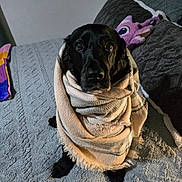 Elly participe au concours pour gagner de l'argent avec cette photo : dog, black_dog, blanket, bed, pillow, plush_toy, indoor, cozy, pet, looking_up, textured_bedspread, fur, snuggled, cute, animal, domestic_animal, resting, comfort, portrait, warm