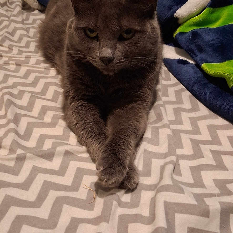 Gracie