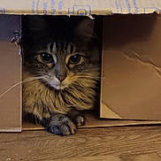 Chloe joined the competition — help win amazing prizes! animal, brown, cardboard_box, cat, closeup, cozy, curious, cute, domestic, feline, fur, hiding, home, indoor, paws, pet, playful, tabby, whiskers, wooden_floor
