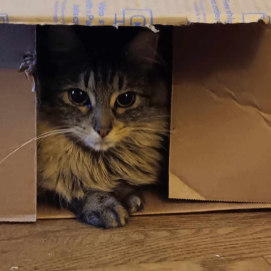 Chloe