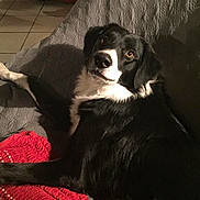 Kery participe au concours pour gagner de l'argent avec cette photo : bernese_mountain_dog, borador, border_collie, canidae, carnivore, companion_dog, dog, dog_breed, mammal, mcnab, snout, sporting_group, vertebrate, whiskers