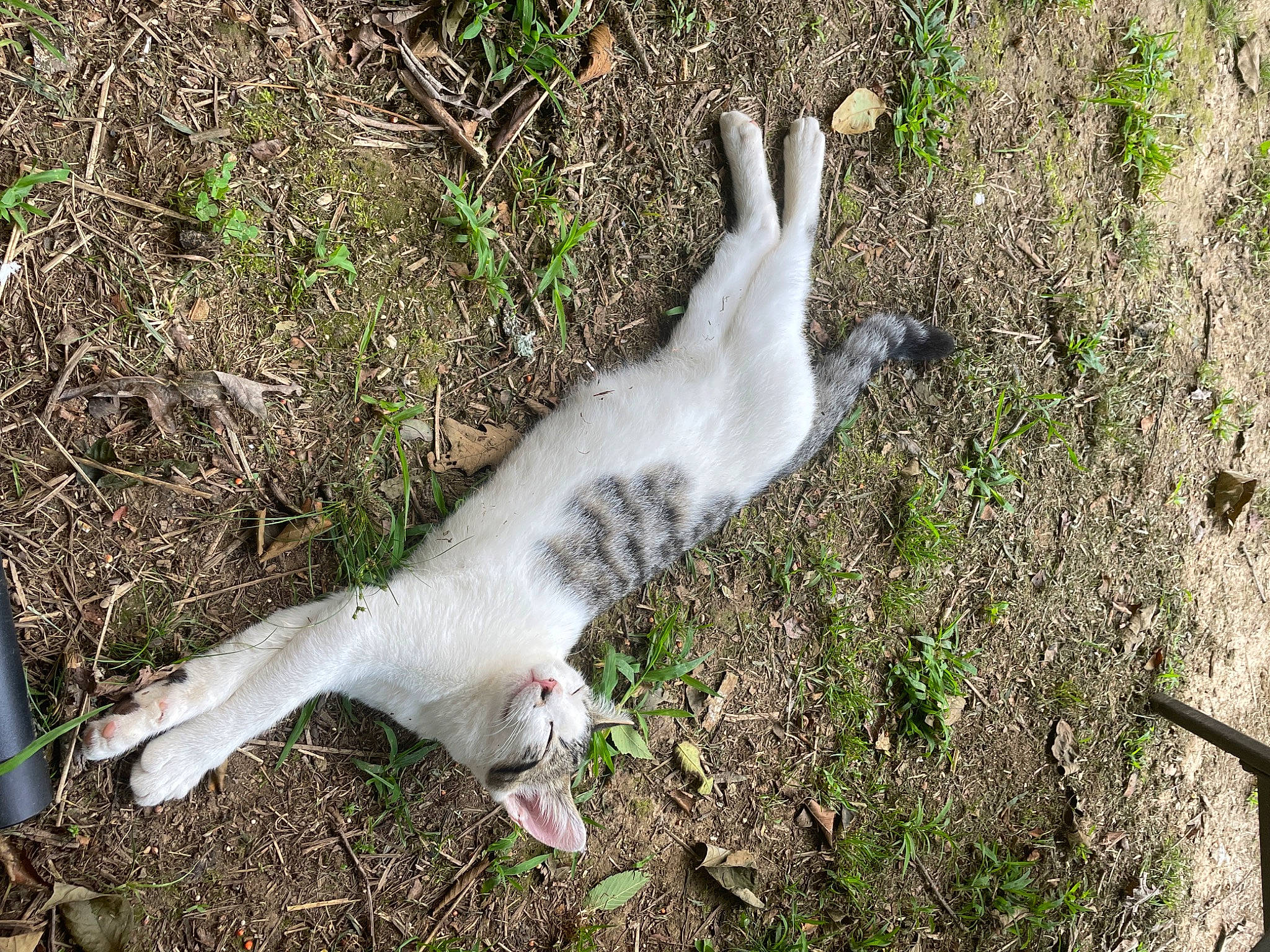 Rompope Y Galleta joined the competition — help win amazing prizes! beak, canidae, claw, dog_breed, fawn, felidae, goats, grass, groundcover, hare, livestock, paw, plant, seabird, small_to_medium_sized_cats, snout, sporting_group, tail, terrestrial_animal, whiskers