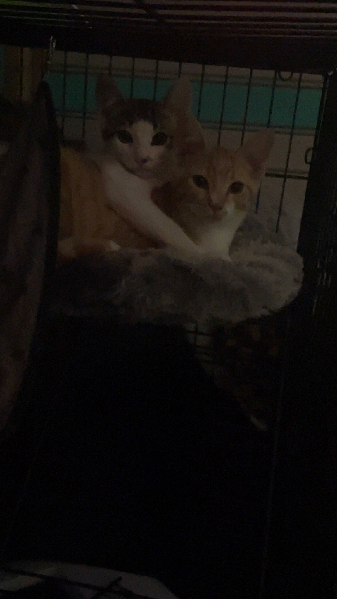 Rompope Y Galleta is registered to the contest to win money with this photo: box, carnivore, cat, comfort, darkness, domestic_short_haired_cat, fawn, felidae, flooring, fur, grey, night, paw, room, sky, small_to_medium_sized_cats, snout, tail, whiskers, wood