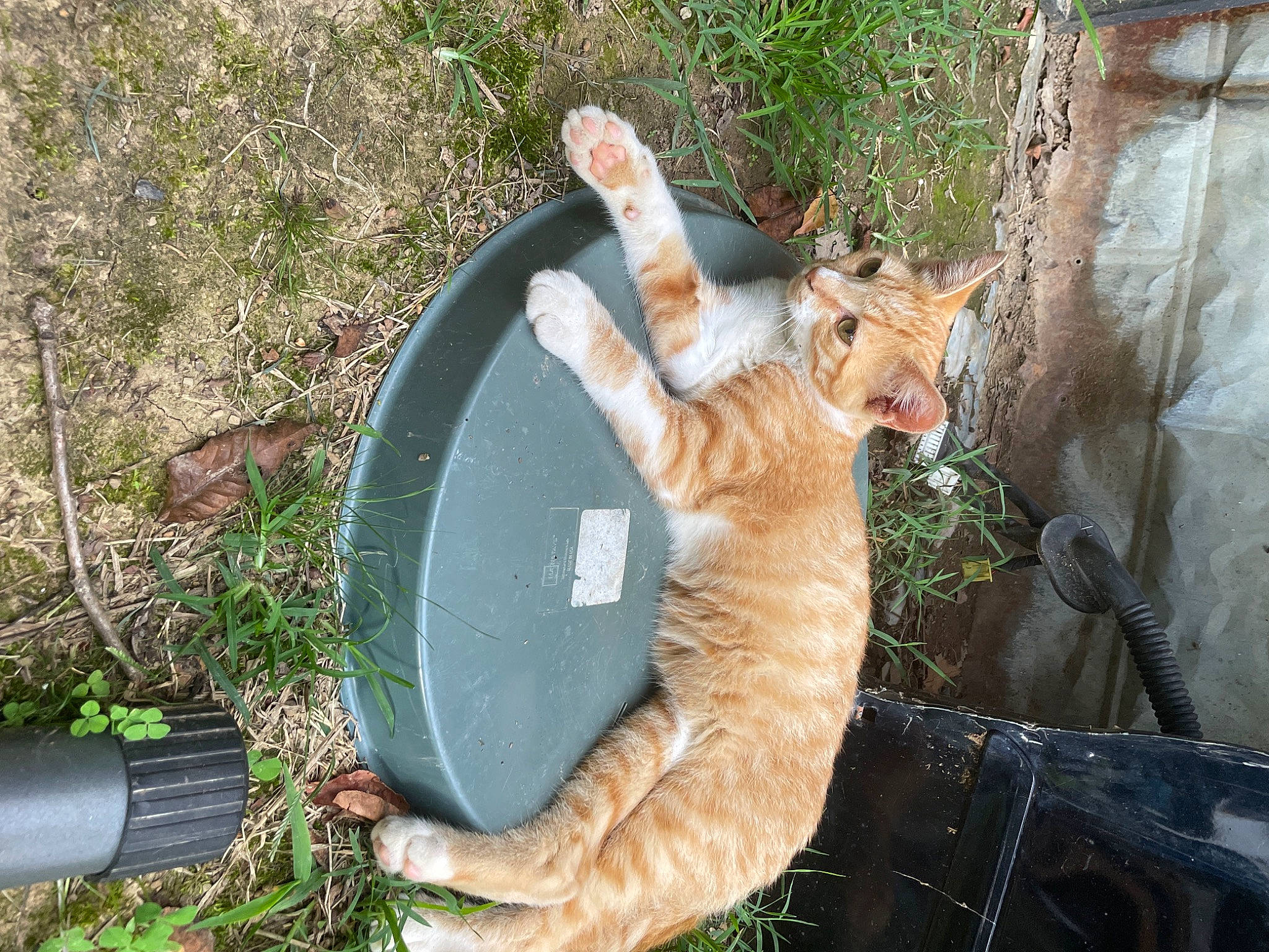 Rompope Y Galleta is registered to the contest to win money with this photo: canidae, carnivore, cat, claw, domestic_short_haired_cat, fawn, felidae, fur, grass, herb, plant, small_to_medium_sized_cats, snout, soil, sporting_group, tail, terrestrial_animal, whiskers, wildlife, wood