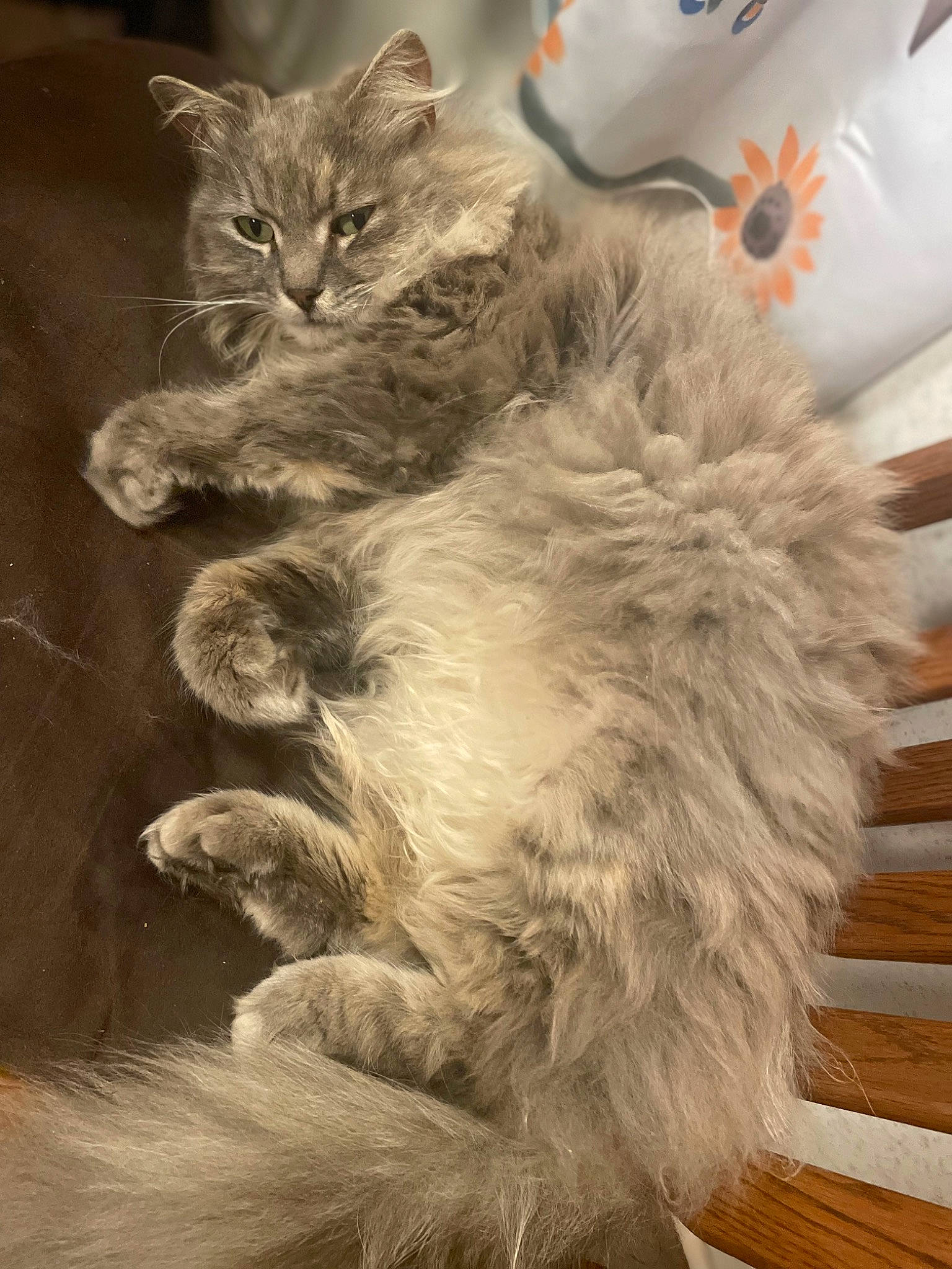 Pelucita is registered to the contest to win money with this photo: british_longhair, carnivore, cat, claw, comfort, felidae, fur, grey, paw, small_to_medium_sized_cats, snout, tail, terrestrial_animal, whiskers, wood