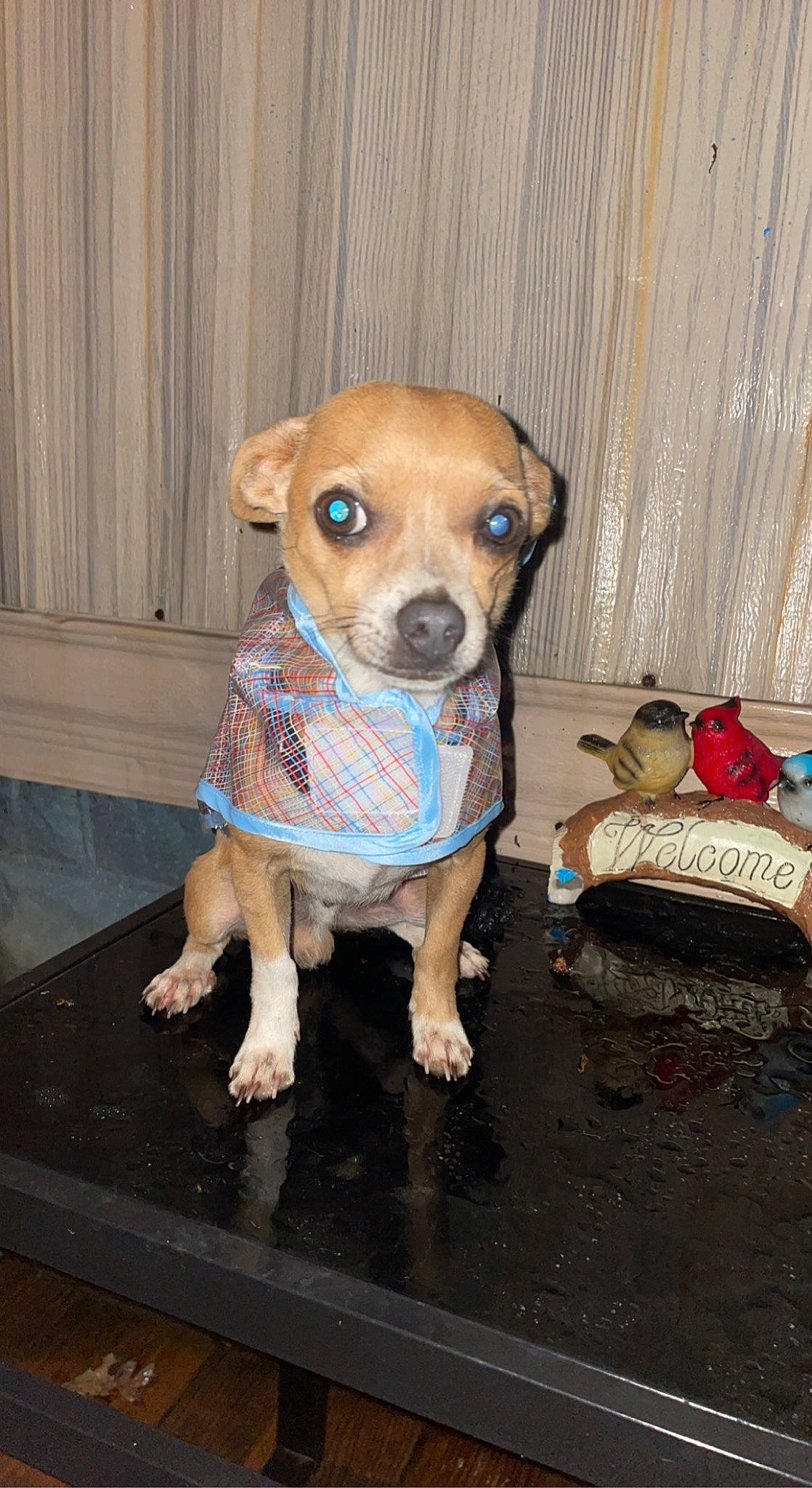 Chico is registered to the contest to win money with this photo: canidae, carnivore, collar, companion_dog, dog, dog_breed, dog_clothes, dog_collar, dog_supply, fawn, fur, non_sporting_group, pet_supply, puppy, snout, sporting_group, toy_dog, whiskers, wood, working_animal