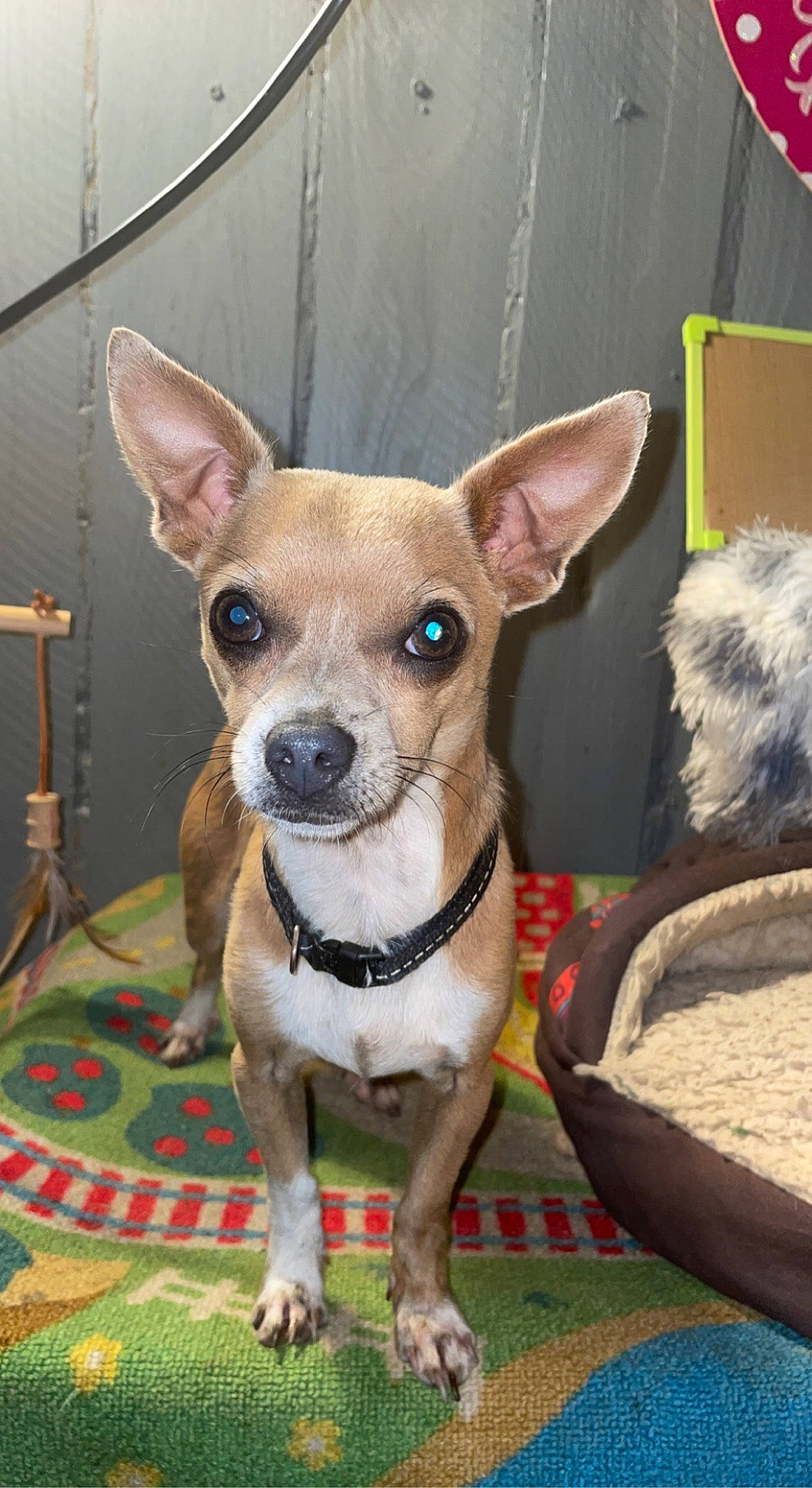 Chico joined the competition — help win amazing prizes! canidae, carnivore, chihuahua, collar, companion_dog, corgi_chihuahua, dog, dog_breed, dog_clothes, dog_collar, dog_supply, fawn, fur, mammal, pet_supply, snout, sporting_group, toy_dog, whiskers, working_animal