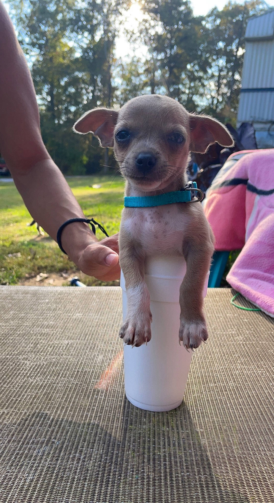 Chico is registered to the contest to win money with this photo: canidae, carnivore, collar, companion_dog, dog, dog_breed, dog_collar, eyewear, fawn, fun, gesture, pet_supply, plant, snout, sporting_group, sunglasses, tail, toy_dog, tree, working_animal