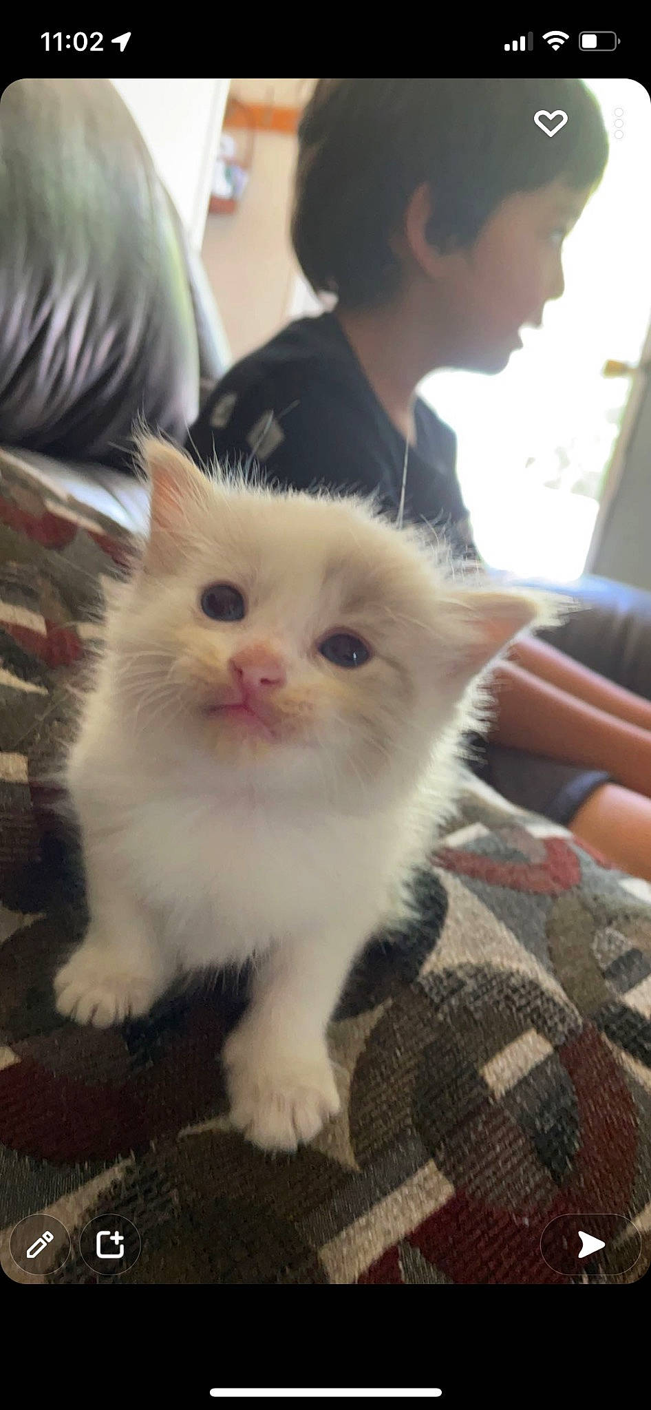 Panecita joined the competition — help win amazing prizes! carnivore, cat, claw, comfort, domestic_short_haired_cat, felidae, fur, paw, sitting, small_to_medium_sized_cats, tail, terrestrial_animal, whiskers