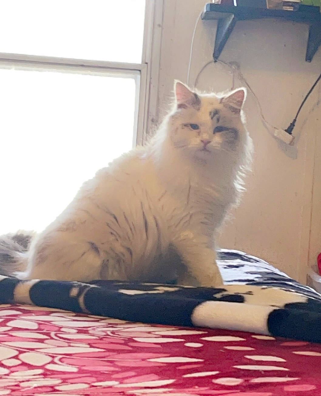 Panecita joined the competition — help win amazing prizes! carnivore, cat, comfort, domestic_short_haired_cat, felidae, flooring, fur, hardwood, paw, sitting, small_to_medium_sized_cats, tail, whiskers, window, wood