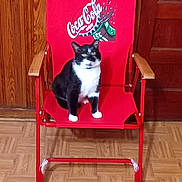 Marvin joined the competition — help win amazing prizes! cat, tuxedo_cat, chair, red_chair, coca_cola_logo, indoor, wooden_floor, wood_paneling, pet, animal, feline, sitting, black_and_white, domestic_cat, furniture, household, curious, relaxed, collar, door