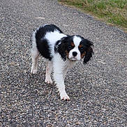 Iris a rejoint le concours — aidez-le/la à gagner de superbes lots ! dog, puppy, cavalier_king_charles_spaniel, black_and_white, tricolor, floppy_ears, long_fur, standing, walking, outdoor, pebbles, gravel, path, grass, portrait, closeup, animal, pet, cute, focused