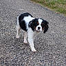 dog, puppy, cavalier_king_charles_spaniel, black_and_white, tricolor, floppy_ears, long_fur, standing, walking, outdoor, pebbles, gravel, path, grass, portrait, closeup, animal, pet, cute, focused