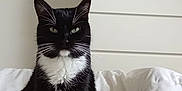 Chaussettes a rejoint le concours — aidez-le/la à gagner de superbes lots ! cat, tuxedo_cat, pet, indoor, bed, white_bedspread, furniture, dresser, black_and_white, animal, feline, sitting, calm, green_eyes, whiskers, ears, fur, domestic_cat, household, resting